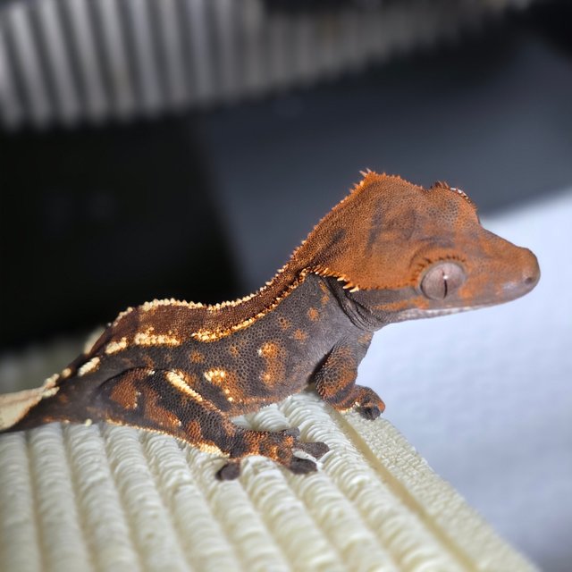 카푸치노 텐저린