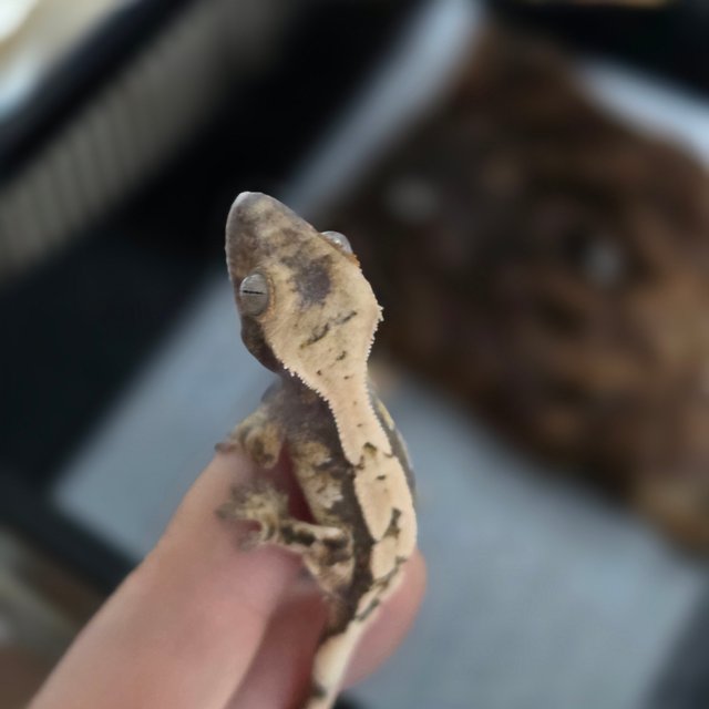 세이블 100%헷아잔틱