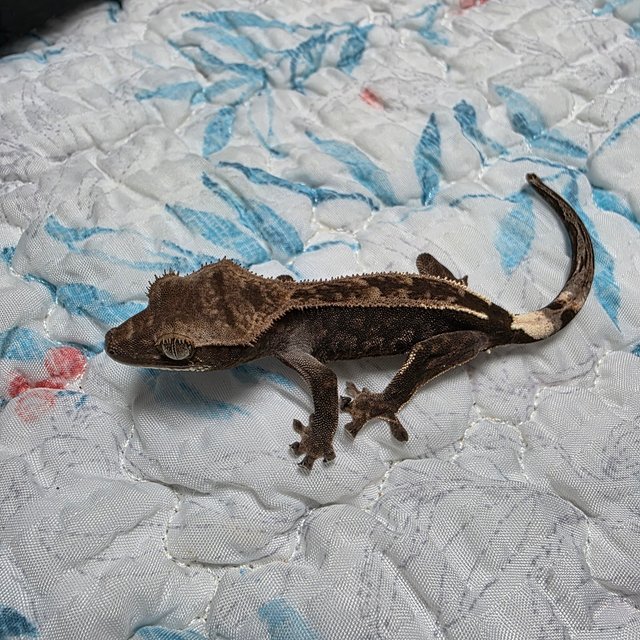 엠티백 카푸치노 다크