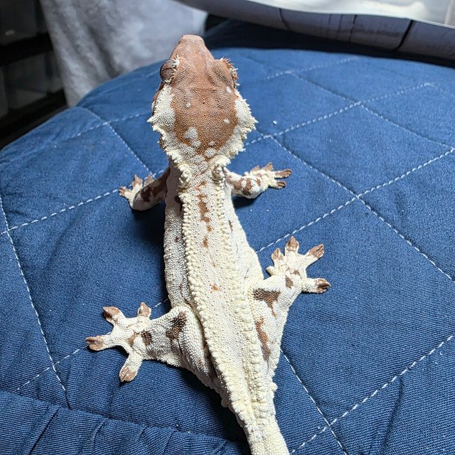 프라푸치노 텐저린