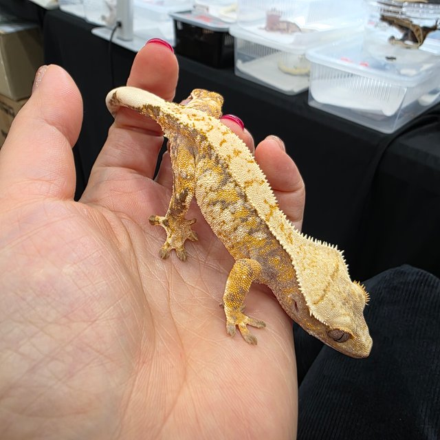 트라이 익스트림할리퀸