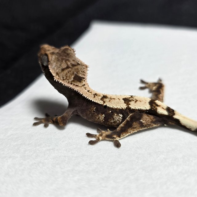 세이블 100%헷아잔틱