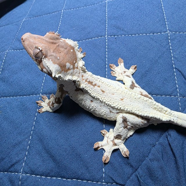 프라푸치노 텐저린