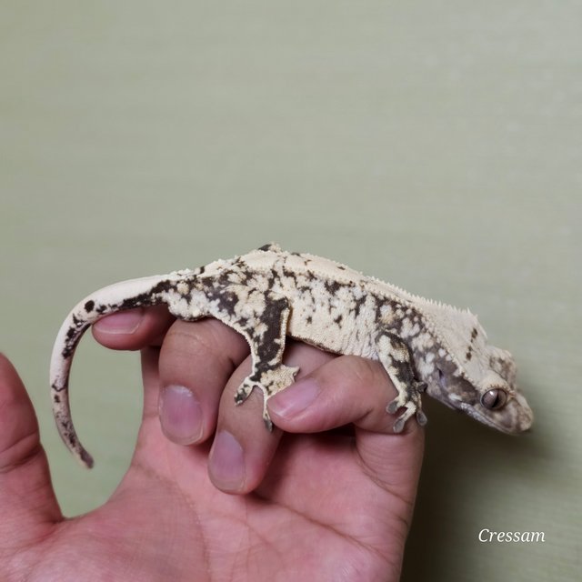 드리피 화이트스팟 화이트포트홀 익스트림할리퀸 트라이