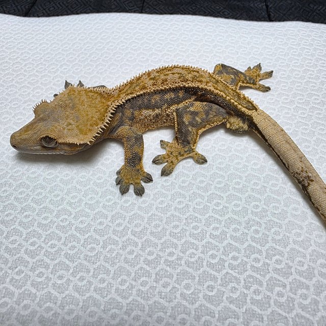 트라이 쿼드 풀핀 핀스트라이프