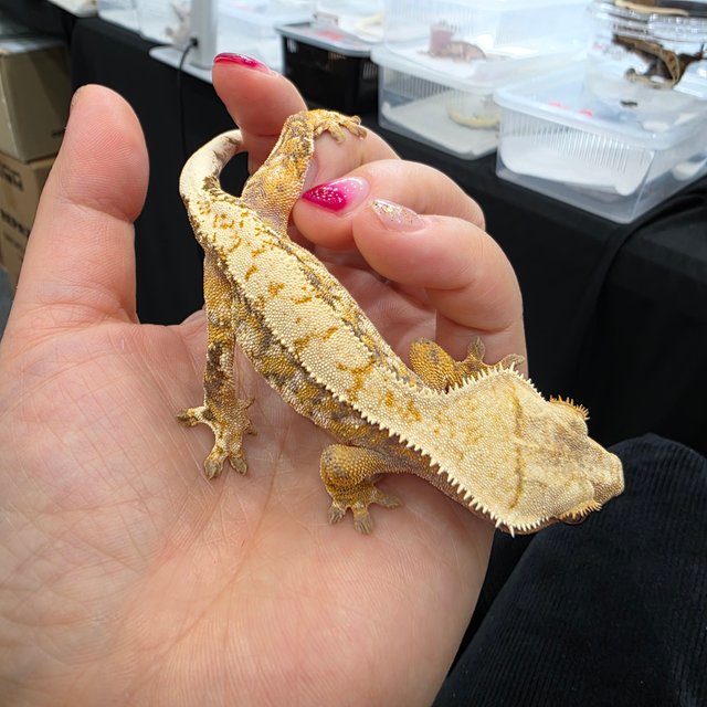 트라이 익스트림할리퀸