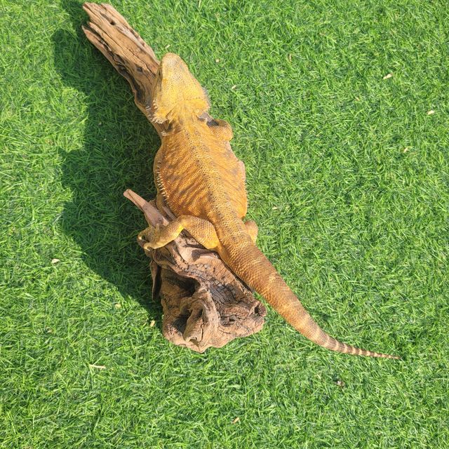 트랜슬 레드