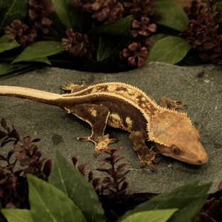 풀핀 슈퍼스트라이프