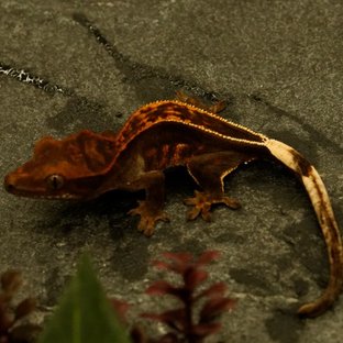 슈퍼스트라이프 풀핀