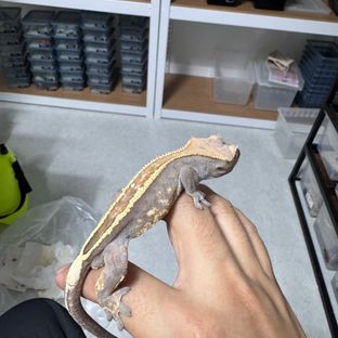 카푸치노
