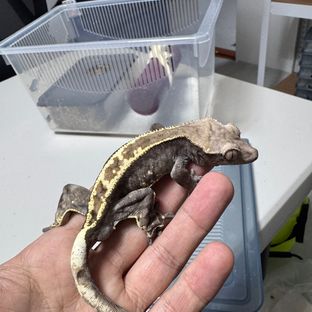 카푸치노