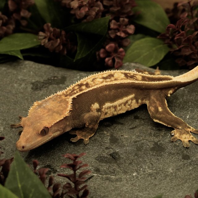 풀핀 슈퍼스트라이프