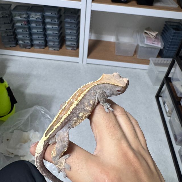카푸치노