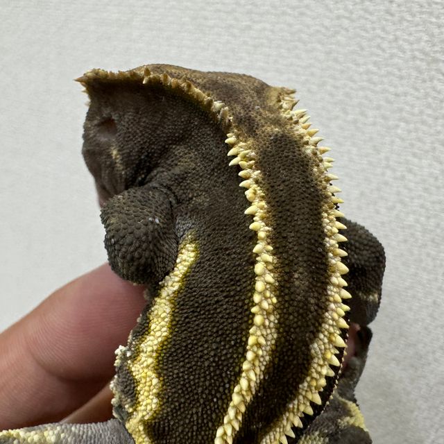 엠티백 풀핀 쿼드 블랙 다크