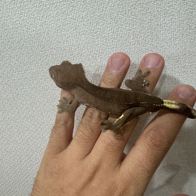 챠콜