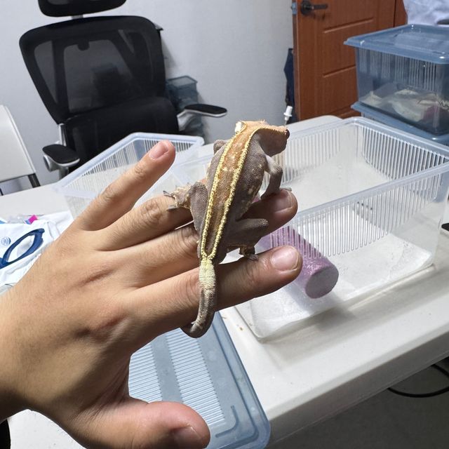카푸치노