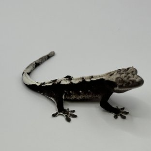 아잔틱