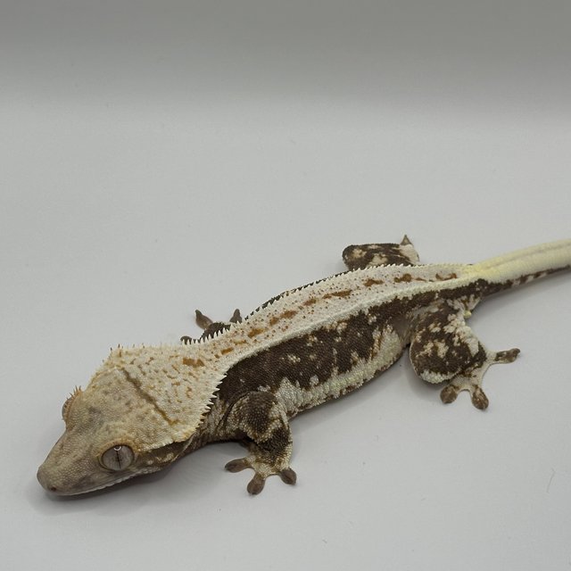 릴리100%헷아잔틱