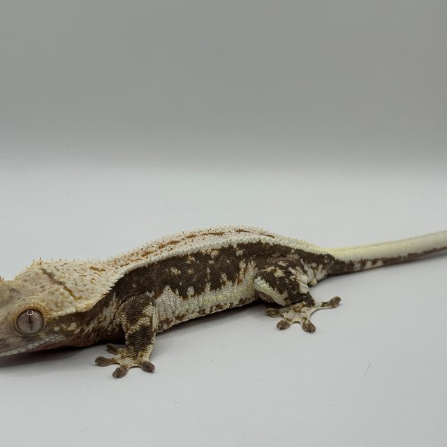 릴리100%헷아잔틱