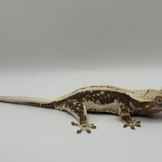 릴리100%헷아잔틱