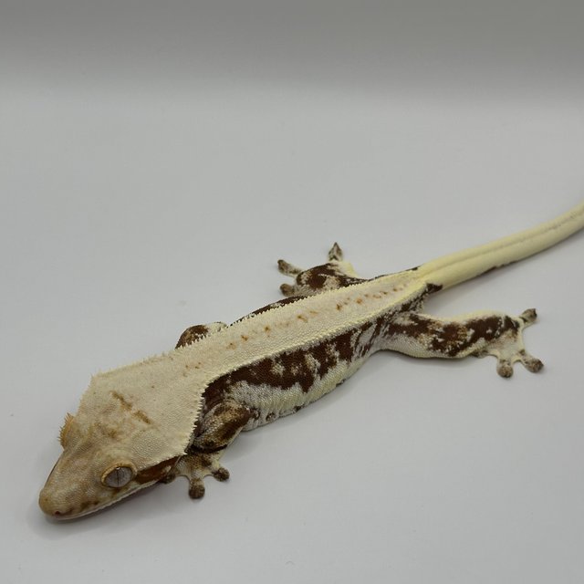 릴리100%헷아잔틱