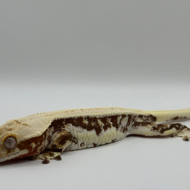 릴리100%헷아잔틱