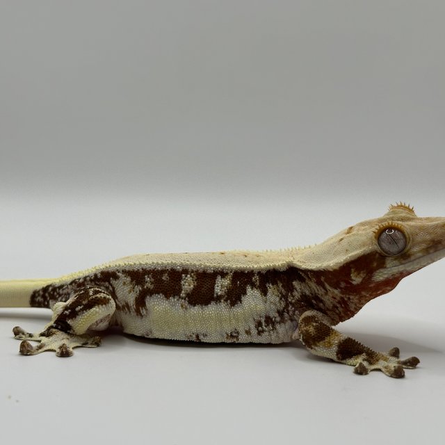 릴리100%헷아잔틱