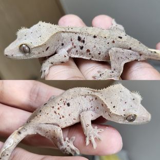 달마시안 슈퍼달마시안