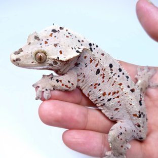 KOKI