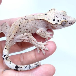 Super Dalmatian