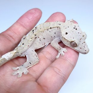 Super Dalmatian