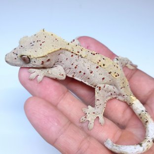 Super Dalmatian