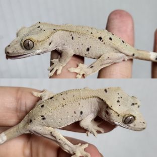 달마시안 슈퍼달마시안 레드