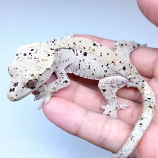 Super Dalmatian