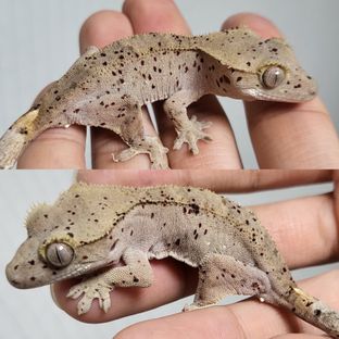 바이 달마시안 슈퍼달마시안 레드 노멀