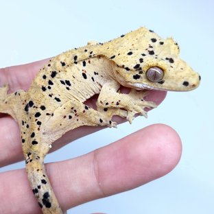 Super Dalmatian