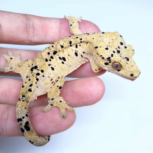 Super Dalmatian