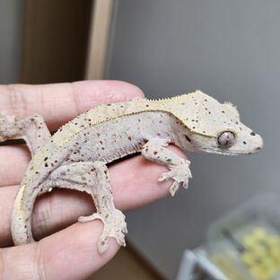 달마시안 슈퍼달마시안
