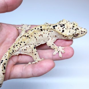 Super Dalmatian
