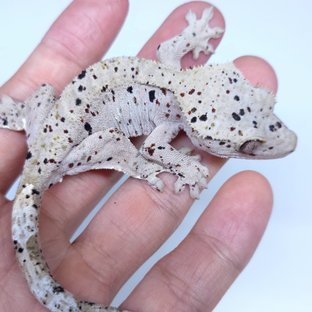 Super Dalmatian