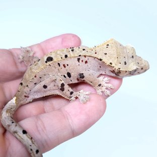 동배