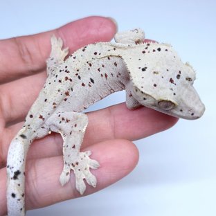 Super Dalmatian
