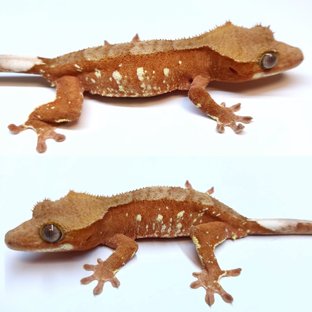 화이트포트홀 화이트스팟