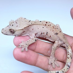Super Dalmatian
