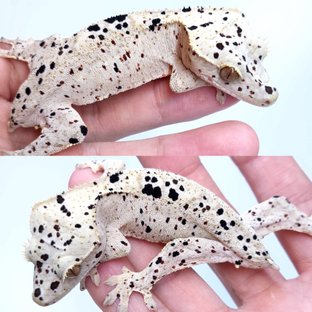 Super Dalmatian