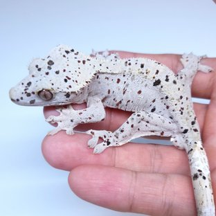 Super Dalmatian