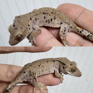 달마시안 슈퍼달마시안 레드
