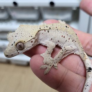 달마시안 슈퍼달마시안