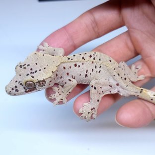 Super Dalmatian