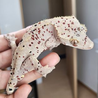 CHICHI